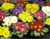 Výsevy Viola, Primula 2010