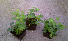Hedera helix