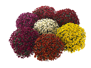 Chrysanthemum multiflora 2012
